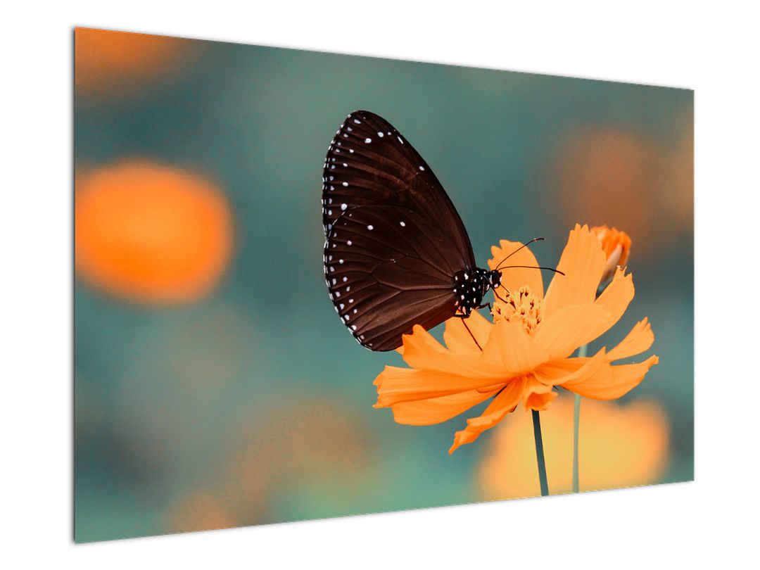 Obraz - motýl na oranžové květině (V020577V12080)