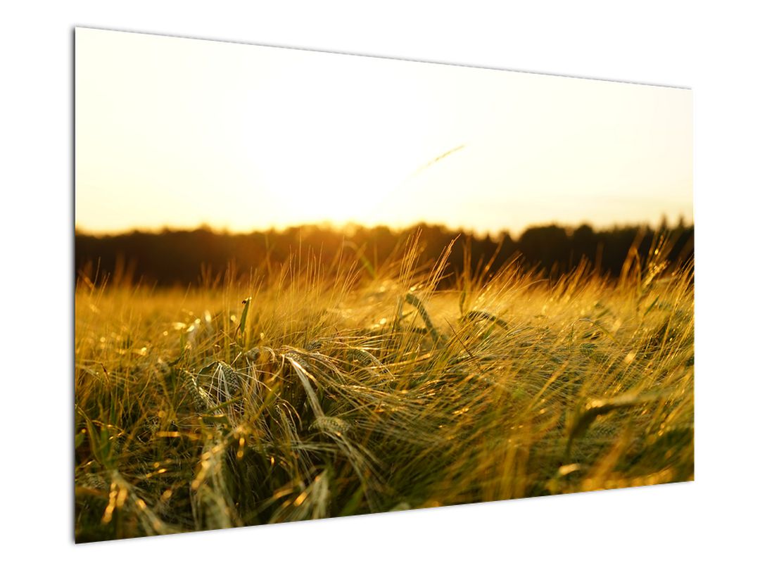 Obraz orosené trávy (V020584V12080)