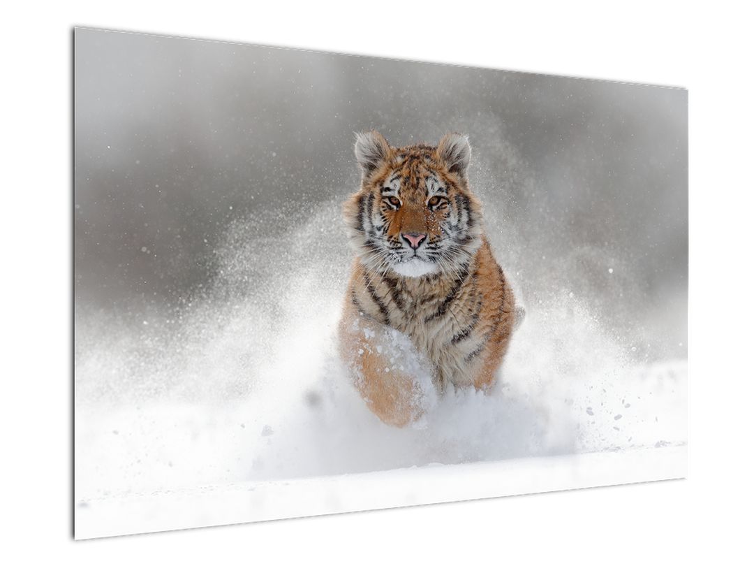 Tablou cutigru fugind prin zăpadă (V020719V12080)