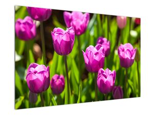 Slika tulipanov na travniku