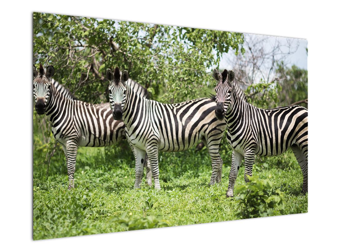 Obraz s zebrami (V020921V12080)