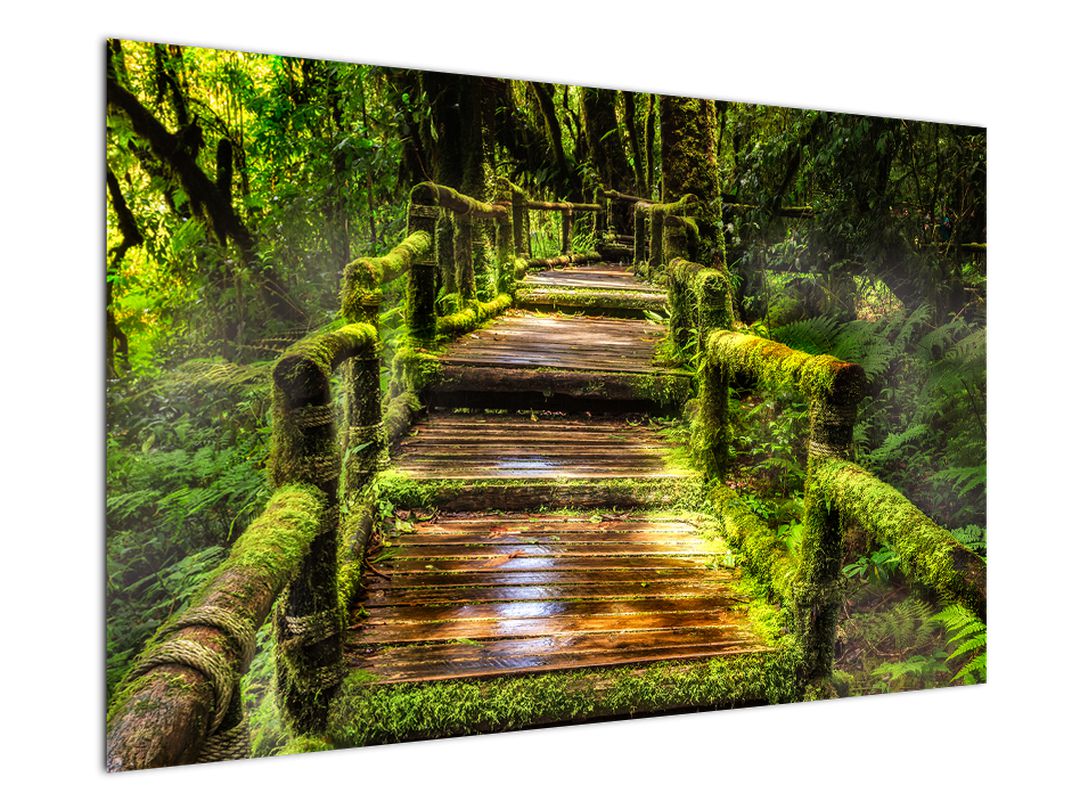 Obraz schodů v deštném pralese (V020941V12080)