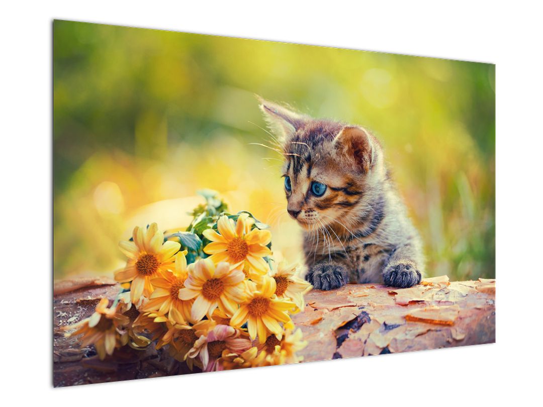 Obraz koťátka dívající se na květinu (V020943V12080)