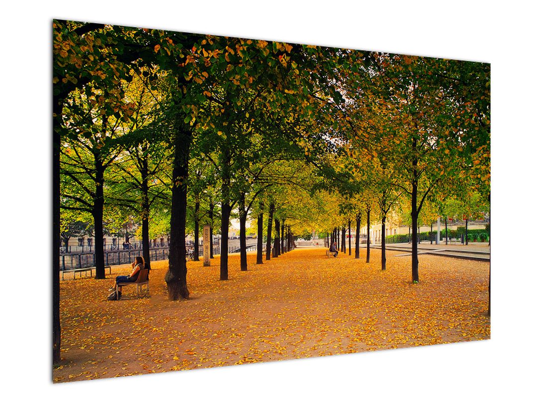 Obraz aleje podzimních stromů (V020953V12080)