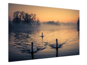 Slika labudova na vodi u magli