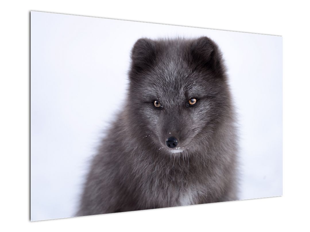 Obraz sněžné lišky (V021000V12080)