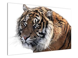 Obraz tygra