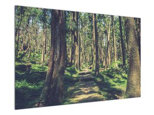 Obraz ścieżki pomiędzy drzewami