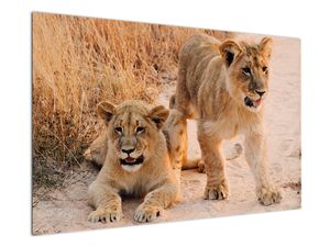 Kép - Kölyök oroszlánok