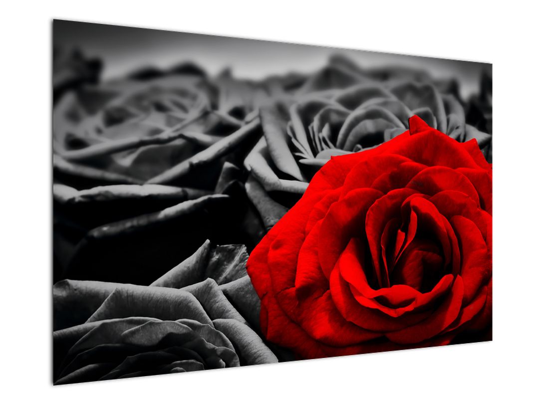 Tablou - Flori de trandafir (V021975V12080)
