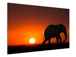 Tablou cu elefant în apus de soare