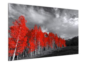 Schilderij - Bomen met mooie herfstkleuren
