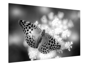 Obraz - Detail motýla opylující květ