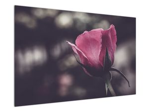 Obraz - Detal kwiatu róży