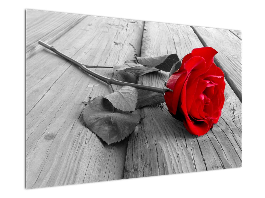 Obraz rudé růže (V022288V12080)