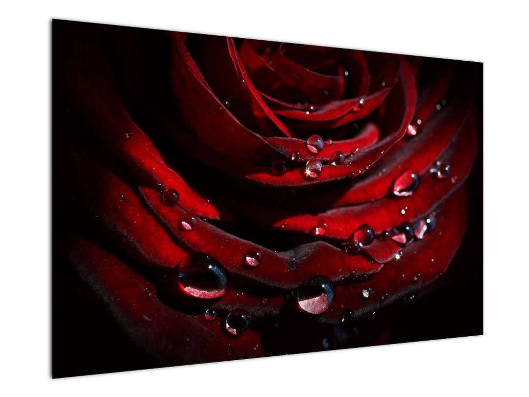Obraz - Detail růže (V022324V12080)