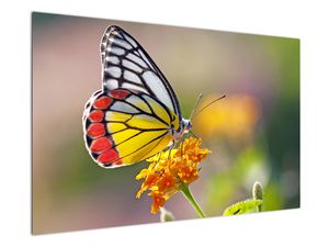 Obraz motýla na květu
