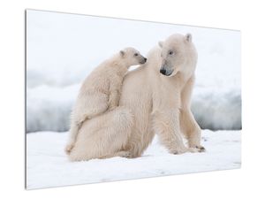 Obraz - Lední medvědi