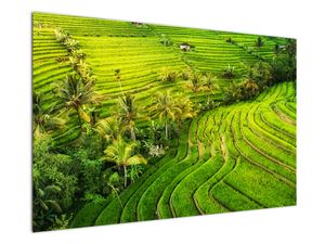 Obraz - Rýžové terasy