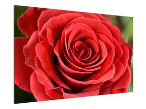 Obraz kwiatu róży