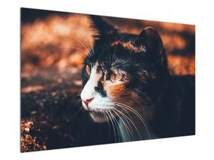 Obraz - Pohled kočky