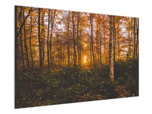 Obraz jesenného lesa