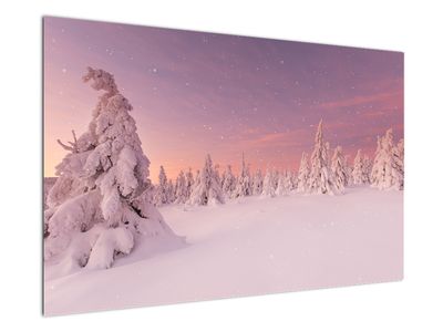 Slika - Drevesa pod snežno odejo