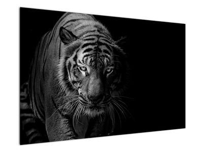 Obraz dzikiego tygrysa