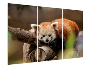 Schilderij - Rode panda