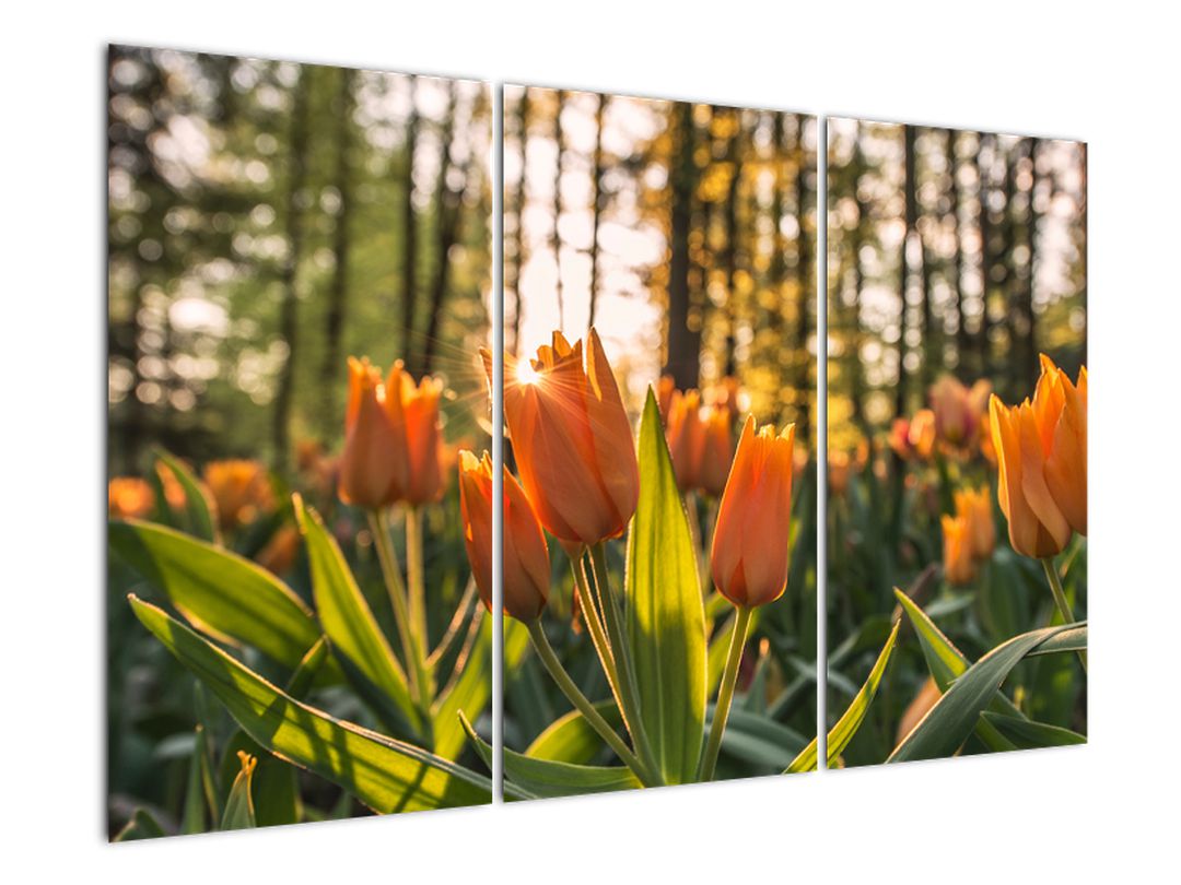 Obraz - oranžové tulipány (V020552V120803PCS)