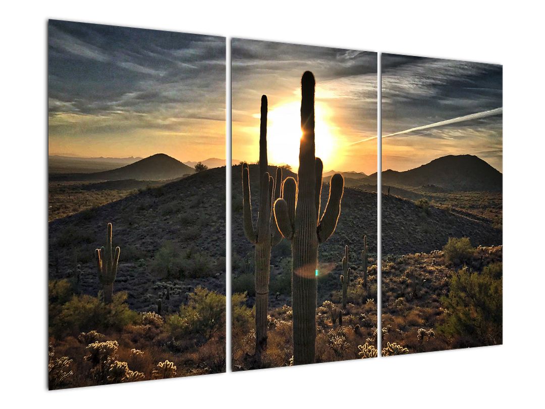 Obraz - kaktusy ve slunci (V020560V120803PCS)
