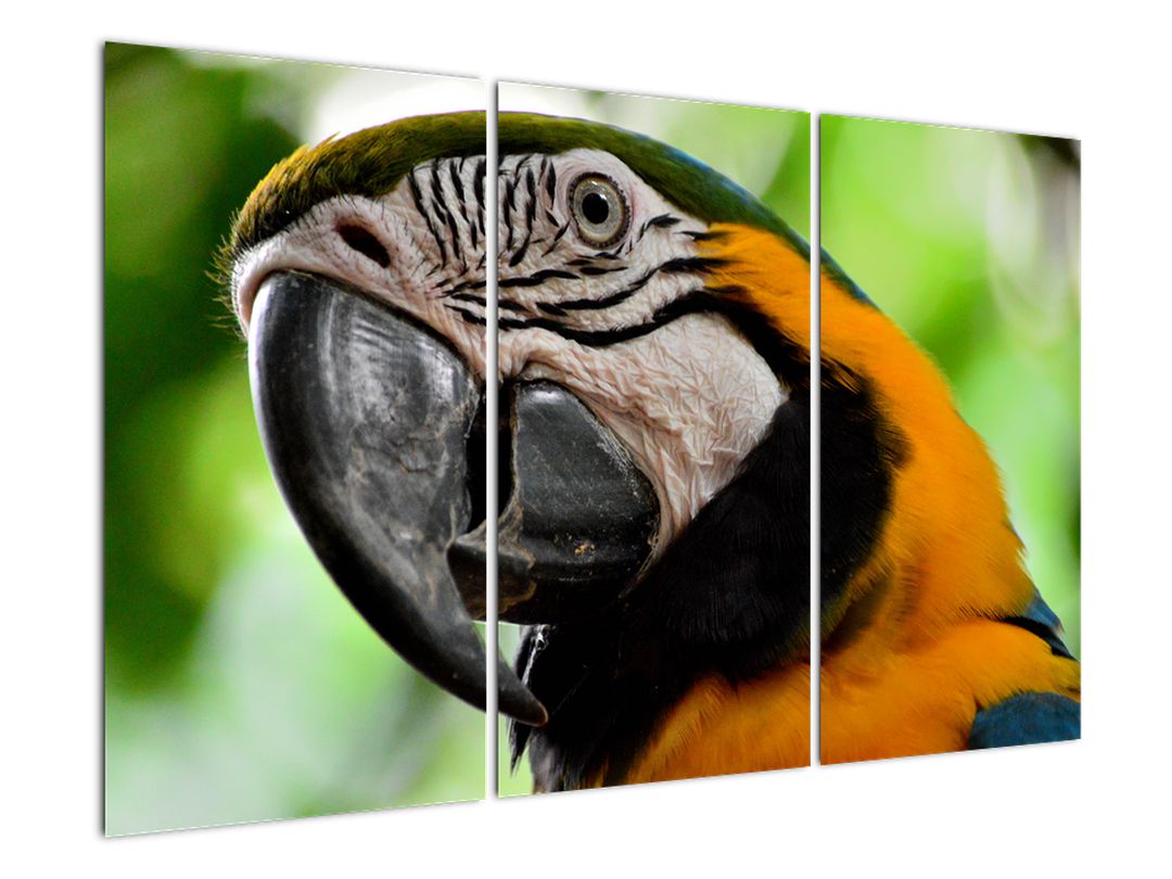 Obraz papouška (V020561V120803PCS)