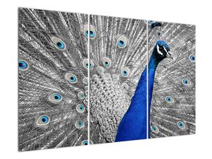 Schilderij - Blauwe pauw