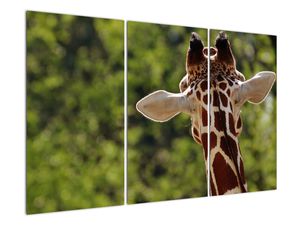 Tablou cu girafă din spate