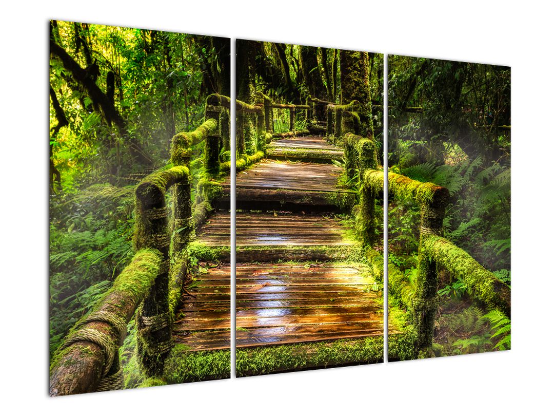 Obraz schodů v deštném pralese (V020941V120803PCS)