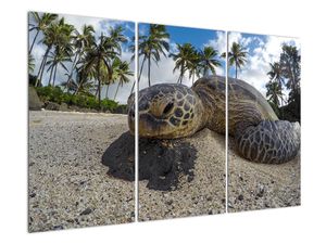 Obraz korytnačky