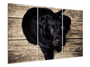 Slika črnega kužka