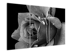Obraz ruža - čiernobiela