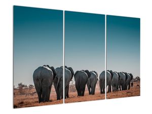Obraz - Odejście słoni