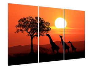 Obraz żyraf o zachodzie słońca