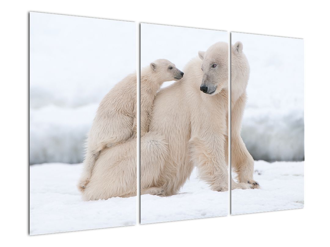 Obraz - Lední medvědi (V022334V120803PCS)