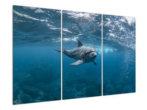 Schilderij - Dolfijn onder water