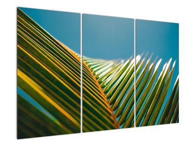 Obraz - Detal liścia palmowego