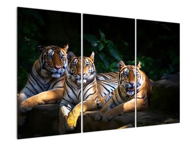 Obraz - Tigrii bratia