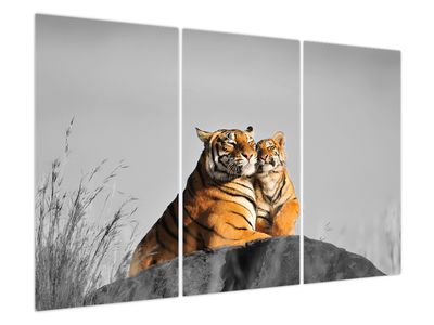 Obraz - Tygřice a její mládě, černobílá varianta