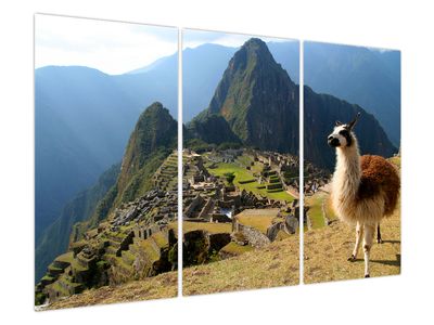 Obraz - Lama a Machu Picchu