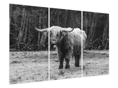 Obraz - Skotská kráva 3,černobílá