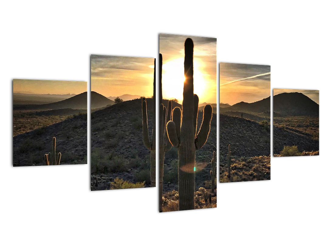 Obraz - kaktusy ve slunci (V020560V12570)