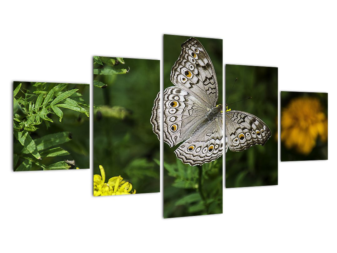 Obraz - bílý motýl (V020576V12570)