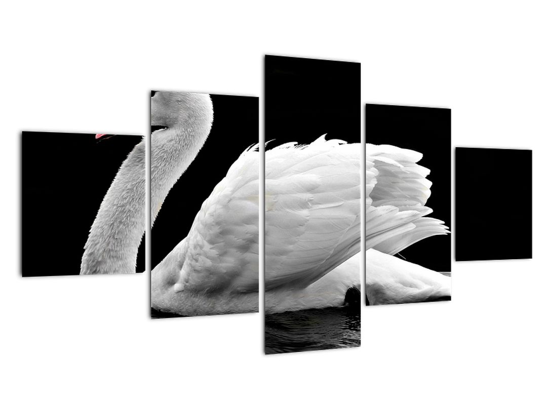 Obraz černobílé labutě (V020586V12570)